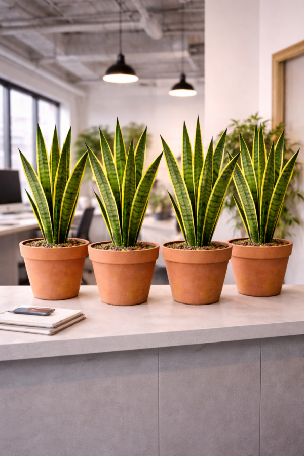 10 inch pot – Wellness Workspace Asethetics