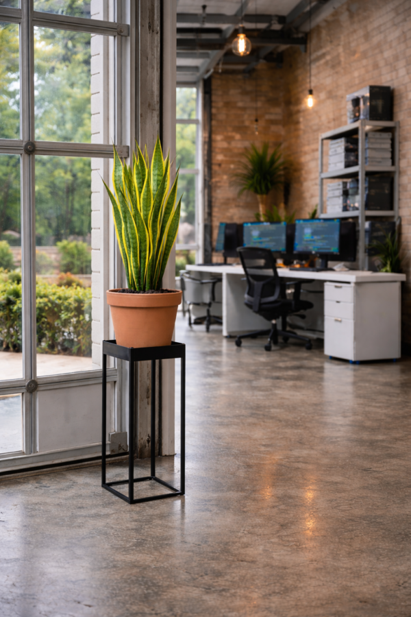 6 inch pot– Desk Level Greenery