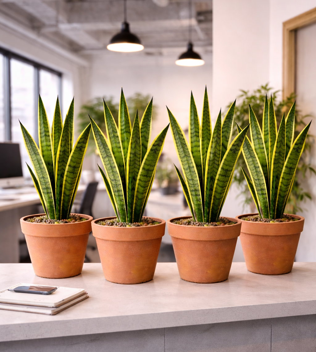 Monthly Care Maintenance